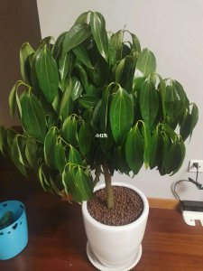 多菌灵可以浇平安树吗 多菌灵可否用于平安树的浇灌？