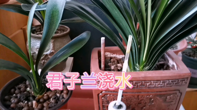 人尿可以浇君子兰吗 人尿适合用来浇养君子兰吗？