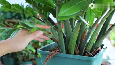 茶叶水可以浇金钱树吗 用茶叶水浇金钱树有效吗？