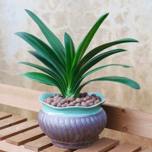 食用油可以浇君子兰吗 可以用食用油浇兰花吗？