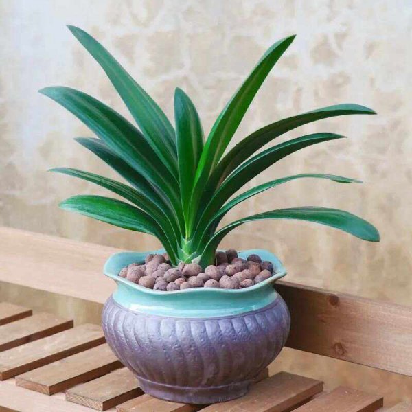 食用油可以浇君子兰吗