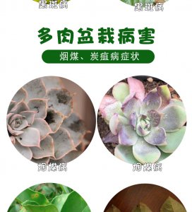 多菌灵可以浇桂花吗 多菌灵可用于桂花浇灌吗？