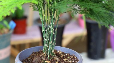多菌灵可以浇文竹吗 文竹可以使用多菌灵吗？