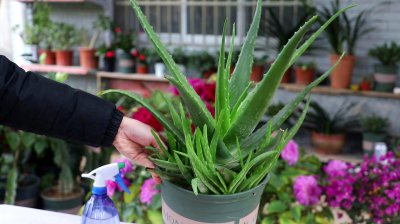 多菌灵可以浇芦荟吗 多菌灵对芦荟能起到作用吗？