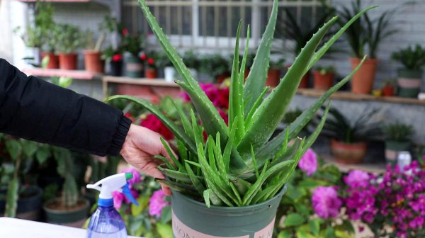 多菌灵可以浇芦荟吗