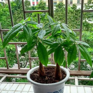 维生素b2可以浇发财树吗 维生素B2对发财树有帮助吗？