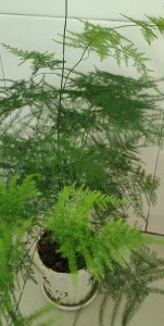 磷酸二氢钾可以浇文竹吗 磷酸二氢钾适合喷洒文竹吗？