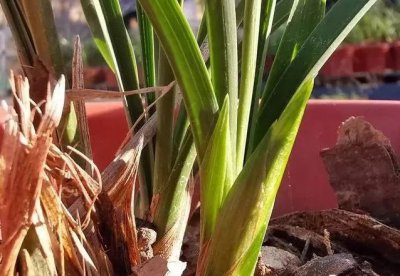 茶叶水可以浇君子兰吗 茶叶水适合用来浇养君子兰吗？