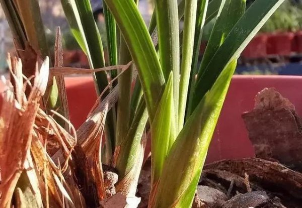 茶叶水可以浇君子兰吗