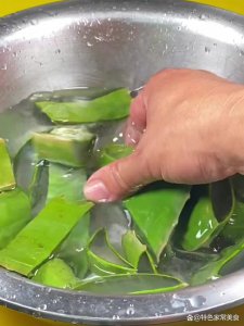 白酒可以浇芦荟吗 白酒适合用来浇灌芦荟吗？