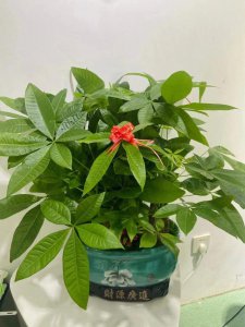 花多多10号可以浇发财树吗 花多多10号可不可以浇水给发财树？