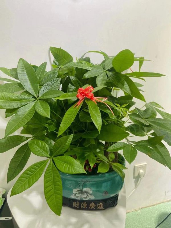 花多多10号可以浇发财树吗