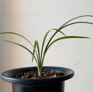 维生素b12可以浇兰花吗 维生素B12适用于兰花吗？