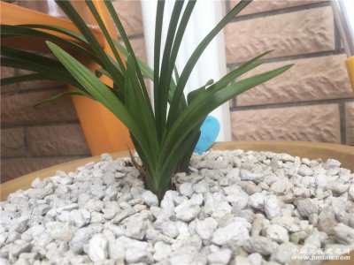 代森锰锌可以浇兰花吗 代森锰锌适用于兰花吗？