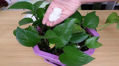 花卉可以浇白糖水吗 花朵能否用白糖水浇水？
