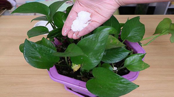 花卉可以浇白糖水吗