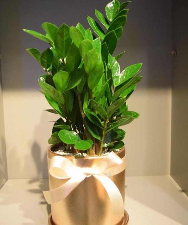 多菌灵可以浇金钱树吗