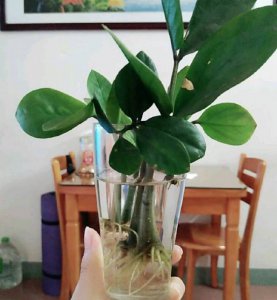 金钱树可以浇白糖水吗 金钱树能不能浇白糖水？