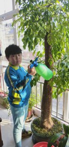 幸福树可以浇白糖水吗 幸福树能不能喂白糖水？