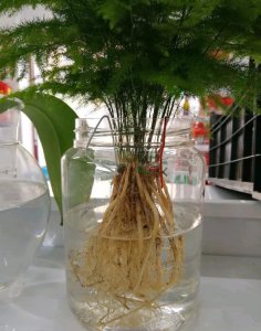茶叶水可以浇文竹吗 文竹可以用茶水浇吗？