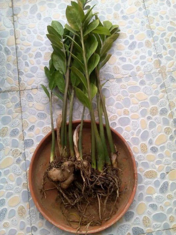 多菌灵可以浇红掌吗