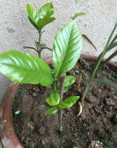 可乐可以浇栀子花吗 可乐适合给栀子花浇水吗？