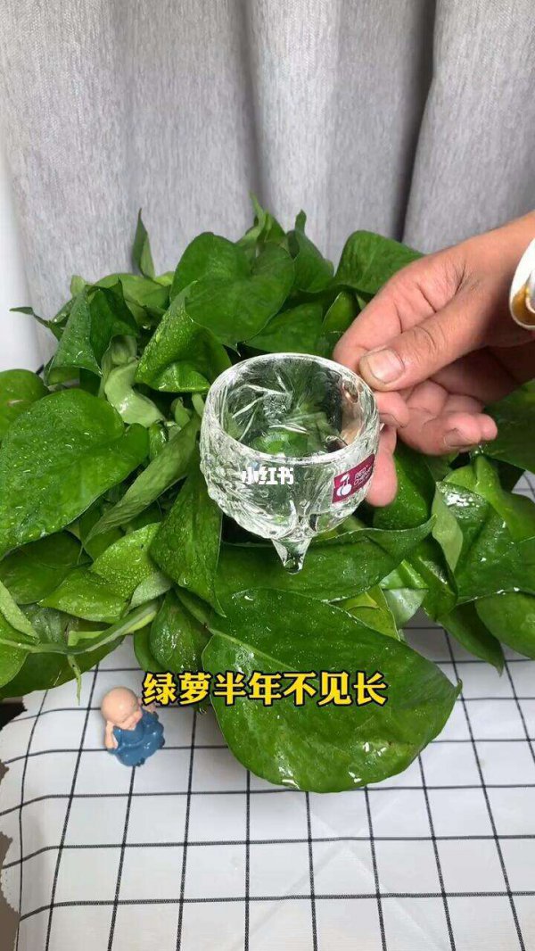 可乐可以浇白掌吗