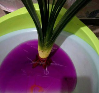 阿司匹林可以浇桂花树吗 阿司匹林对桂花树有用吗？