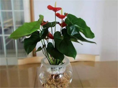 阿司匹林可以浇红掌花吗 阿司匹林能否用来给红掌花浇水？