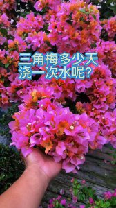 三角梅能浇硫酸亚铁吗 三角梅可以用硫酸亚铁浇吗？