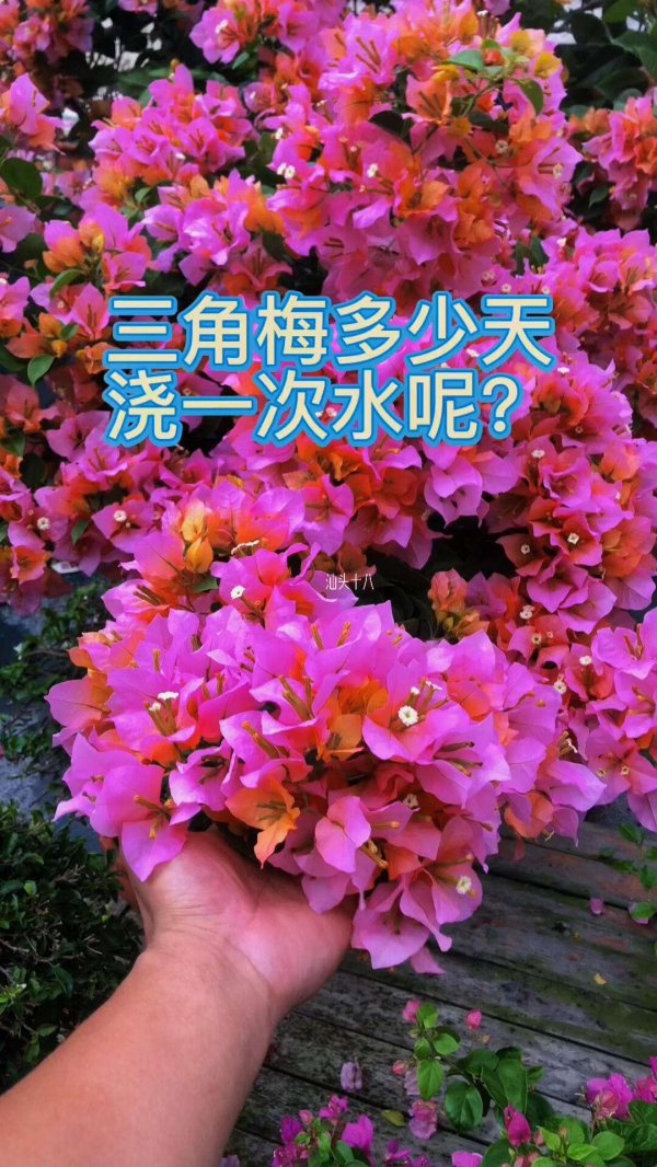 三角梅能浇硫酸亚铁吗
