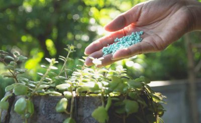 阿司匹林可以浇花吗 阿司匹林能不能用来浇花？