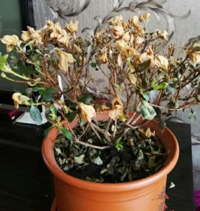 小苏打可以浇杜鹃花吗 杜鹃花适合喷洒小苏打吗？