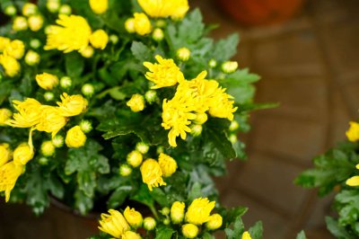 阿司匹林可以浇菊花吗 阿司匹林能否用来浇灌菊花？