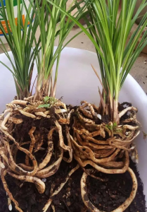 维生素片可以浇兰花吗 维生素片是否适合用于兰花施肥？