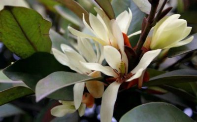 阿司匹林可以浇白兰花吗 白兰花可以用阿司匹林浇吗？