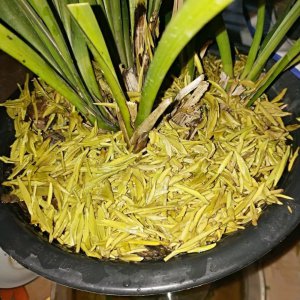 茶叶水可以浇桂花树吗 能不能用茶水浇桂花树？