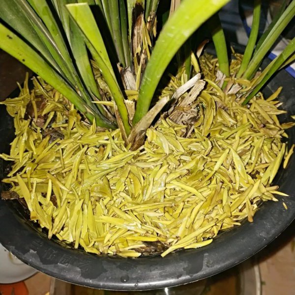 茶叶水可以浇桂花树吗