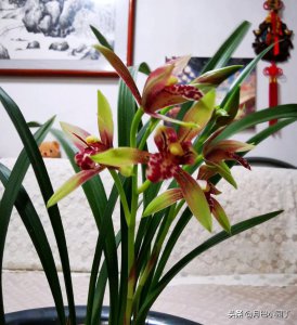 白醋可以浇兰花吗 白醋适合兰花浇水吗？