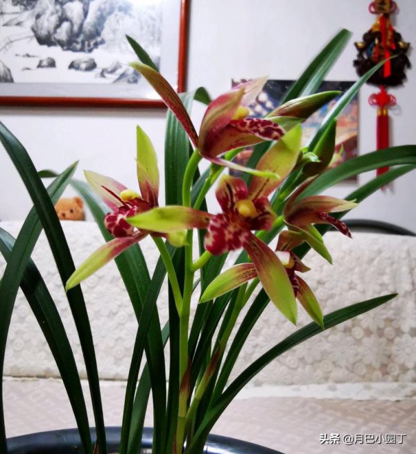 白醋可以浇兰花吗
