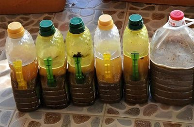 饼肥水可以浇兰花吗 饼肥水适合兰花吗？