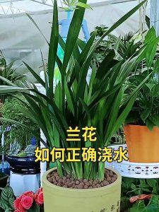 雨水可以浇兰花吗 雨水是否适合浇兰花？