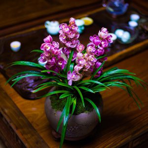 红酒可以浇兰花吗 红酒是否适合兰花浇水？