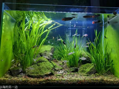 鱼缸水可以浇兰花吗 鱼缸水适合兰花浇灌吗？