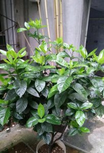 多菌灵可以浇栀子花吗 多菌灵对于浇灌着花是否有效？