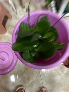 复合肥可以浇蝴蝶兰吗 蝴蝶兰适合使用复合肥吗？