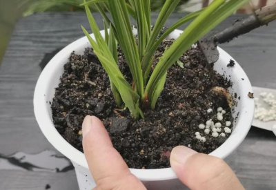 复合肥可以浇兰花吗 复合肥适合兰花浇灌吗？