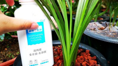 磷酸二氢钾可以浇米兰花吗 磷酸二氢钾适合用来浇米兰花吗？