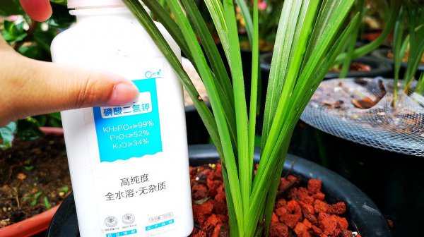 磷酸二氢钾可以浇米兰花吗
