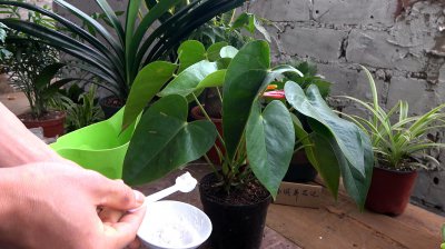 复合肥可以浇红掌吗 复合肥适合用于红掌植物的施肥吗？